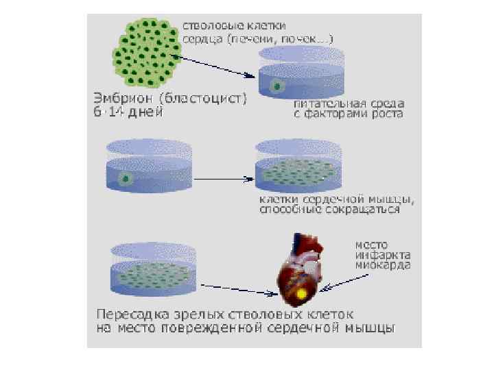 Репродуктивное клонирование картинки