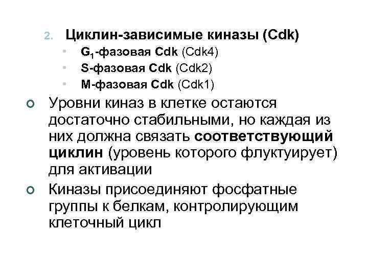 2. Циклин-зависимые киназы (Cdk) • • • ¢ ¢ G 1 -фазовая Cdk (Cdk