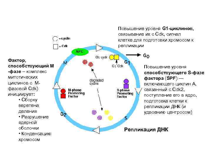 Повышение уровня G 1 -циклинов, связывание их с Cdk, сигнал клетке для подготовки хромосом