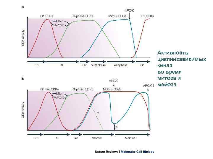 Активность циклинзависимых киназ во время митоза и мейоза 