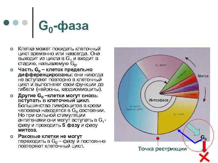 G 0 -фаза ¢ ¢ Клетка может покидать клеточный цикл временно или навсегда. Она
