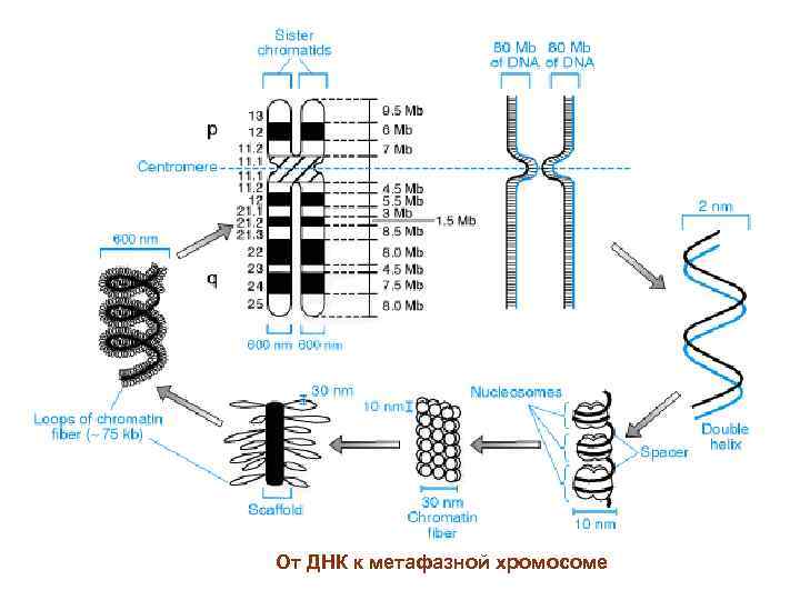От ДНК к метафазной хромосоме 