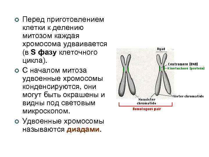 Удвоение хромосом какая мутация. Каждая хромосома удваивается.