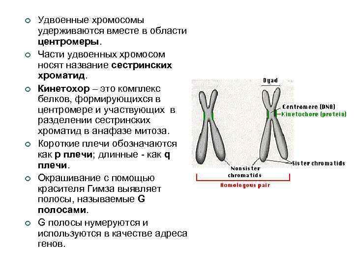 ¢ ¢ ¢ Удвоенные хромосомы удерживаются вместе в области центромеры. Части удвоенных хромосом носят
