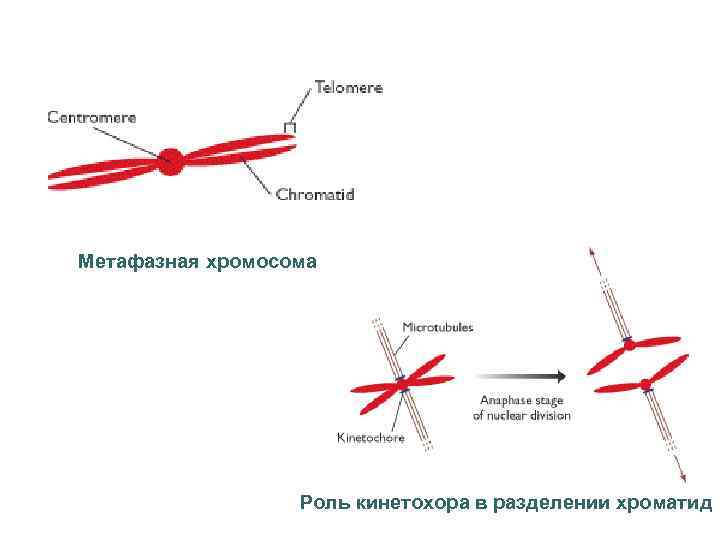 Метафазная хромосома Роль кинетохора в разделении хроматид 