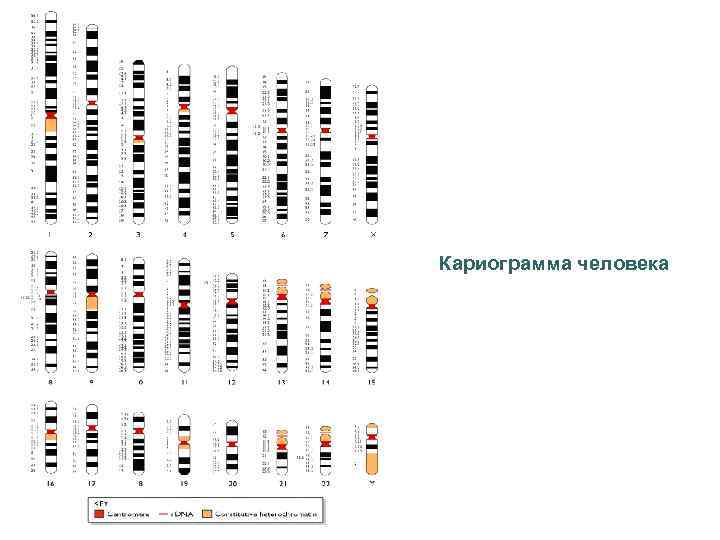 Кариограмма человека 