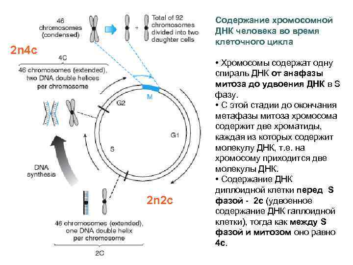 Содержание хромосомной ДНК человека во время клеточного цикла 2 n 4 c 2 n