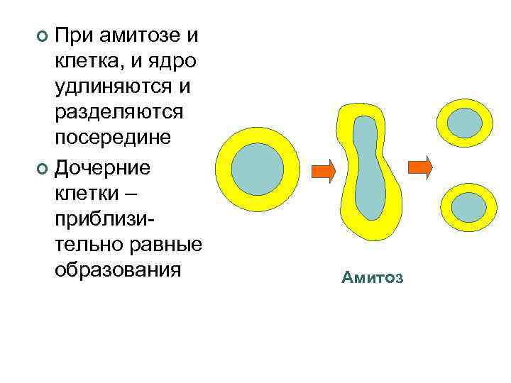 Сколько дочерних клеток образуется