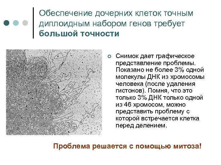 Обеспечение дочерних клеток точным диплоидным набором генов требует большой точности ¢ Снимок дает графическое