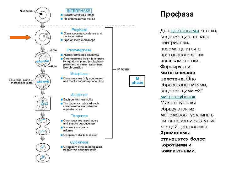 Профаза Две центросомы клетки, содержащие по паре центриолей, перемещаются к противоположным полюсам клетки. Формируется