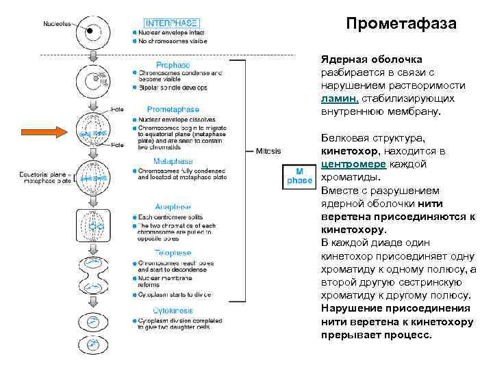 Прометафаза Ядерная оболочка разбирается в связи с нарушением растворимости ламин, стабилизирующих внутреннюю мембрану. Белковая