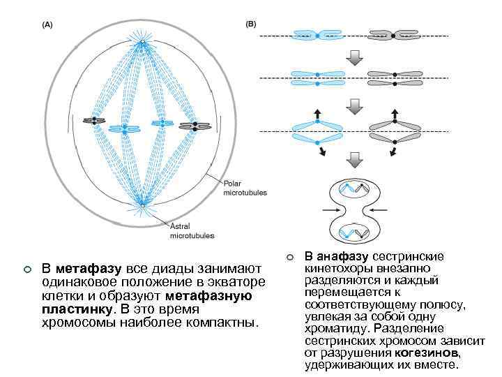 ¢ В метафазу все диады занимают одинаковое положение в экваторе клетки и образуют метафазную