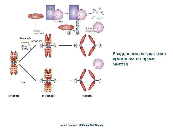 Разделение (сегрегация) хромосом во время митоза 