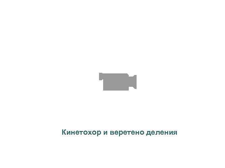 Кинетохор и веретено деления 