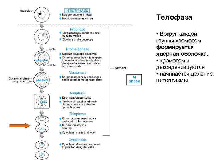 Телофаза • Вокруг каждой группы хромосом формируется ядерная оболочка, • хромосомы деконденсируются • начинается