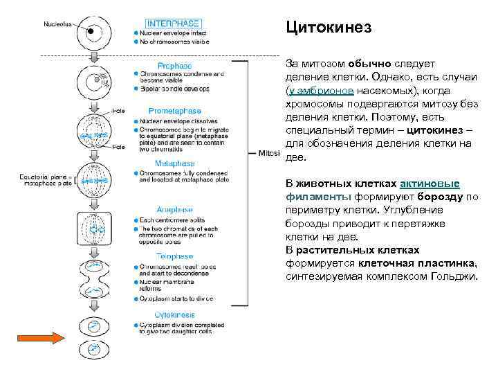 Цитокинез За митозом обычно следует деление клетки. Однако, есть случаи (у эмбрионов насекомых), когда