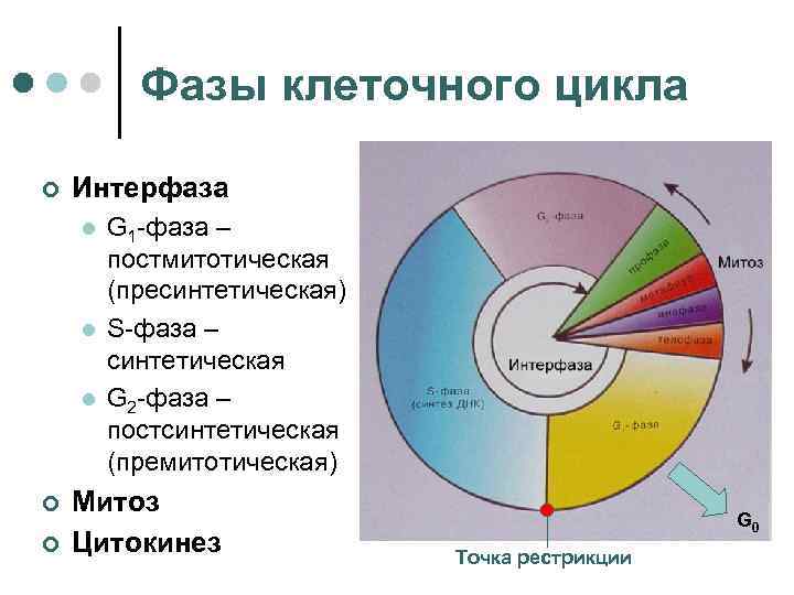 Фазы клеточного цикла ¢ Интерфаза l l l ¢ ¢ G 1 -фаза –