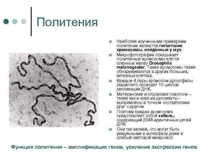 Политения ¢ ¢ ¢ Наиболее изученными примерами политении являются гигантские хромосомы, найденные у мух.