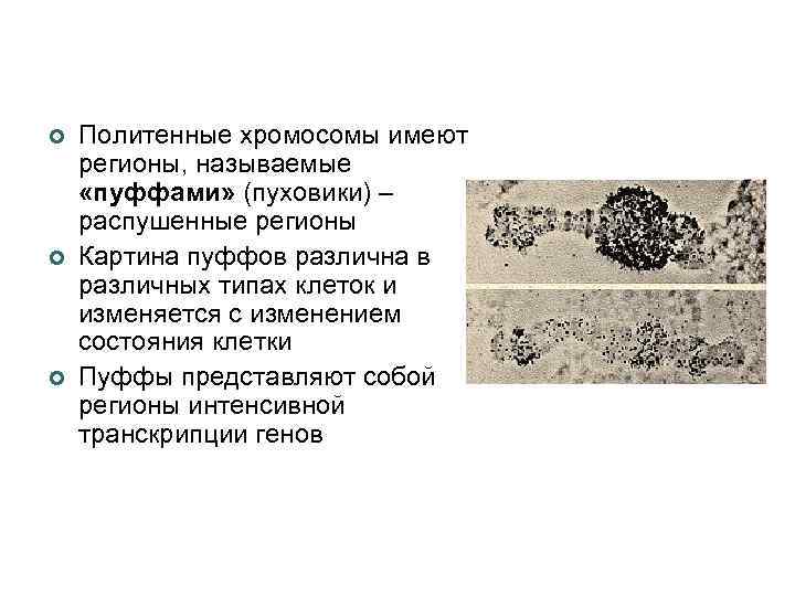 ¢ ¢ ¢ Политенные хромосомы имеют регионы, называемые «пуффами» (пуховики) – распушенные регионы Картина