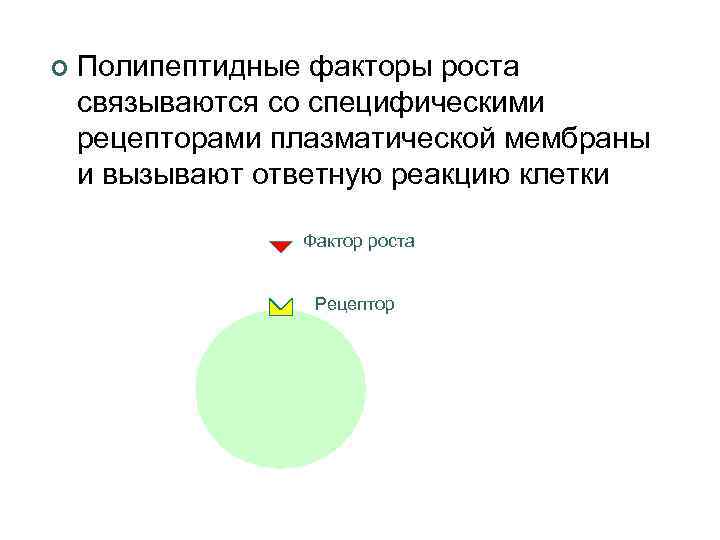 ¢ Полипептидные факторы роста связываются со специфическими рецепторами плазматической мембраны и вызывают ответную реакцию