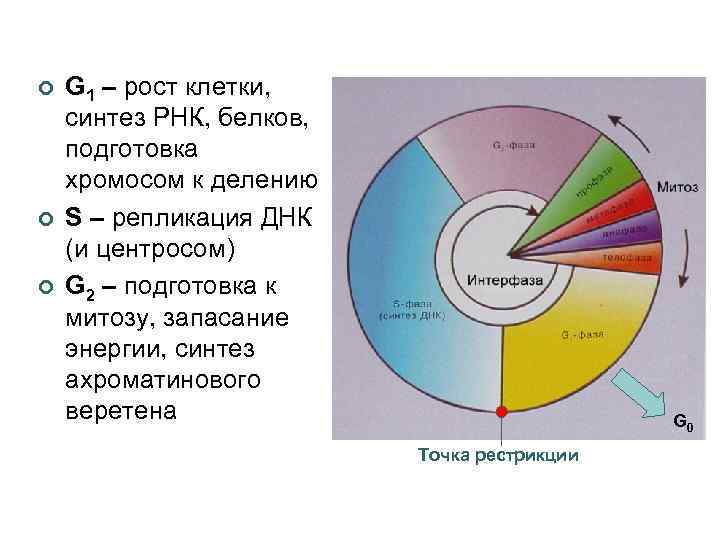 ¢ ¢ ¢ G 1 – рост клетки, синтез РНК, белков, подготовка хромосом к