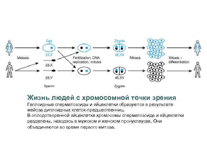 Жизнь людей с хромосомной точки зрения Гаплоидные сперматозоиды и яйцеклетки образуются в результате мейоза
