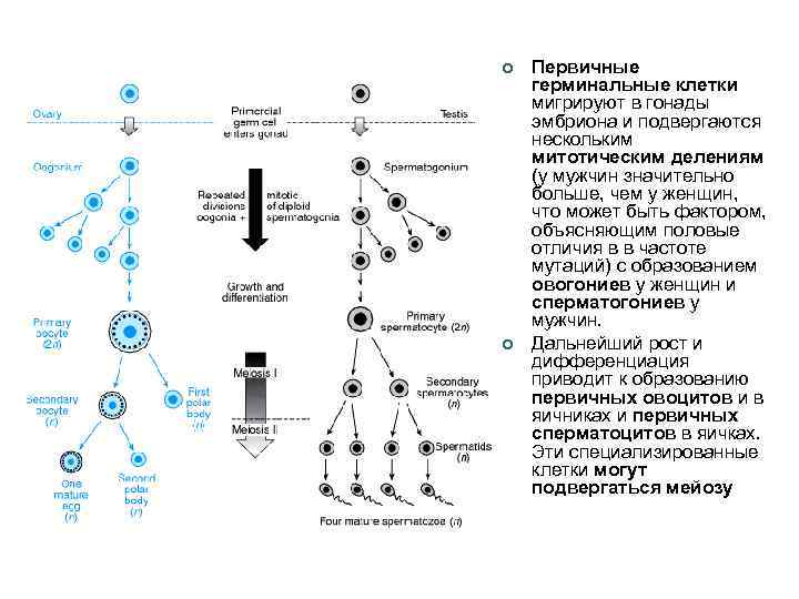 ¢ ¢ Первичные герминальные клетки мигрируют в гонады эмбриона и подвергаются нескольким митотическим делениям