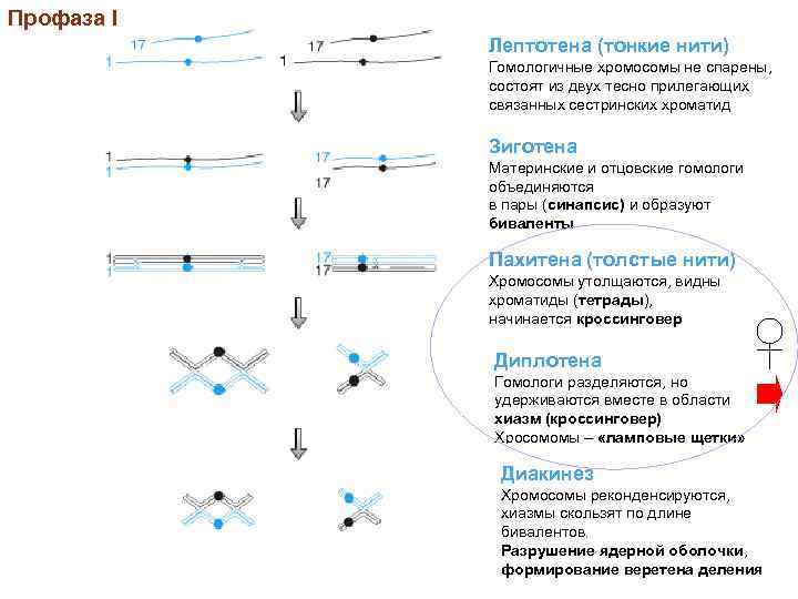 Профаза I Лептотена (тонкие нити) Гомологичные хромосомы не спарены, состоят из двух тесно прилегающих