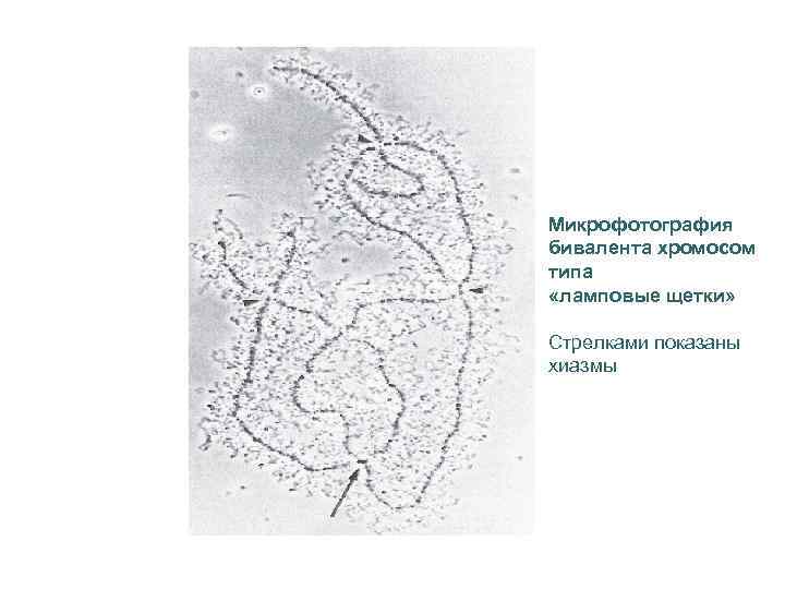 Микрофотография бивалента хромосом типа «ламповые щетки» Стрелками показаны хиазмы 