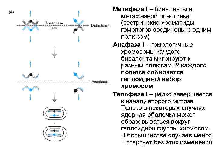 Метафаза I – биваленты в метафазной пластинке (сестринские хроматиды гомологов соединены с одним полюсом)