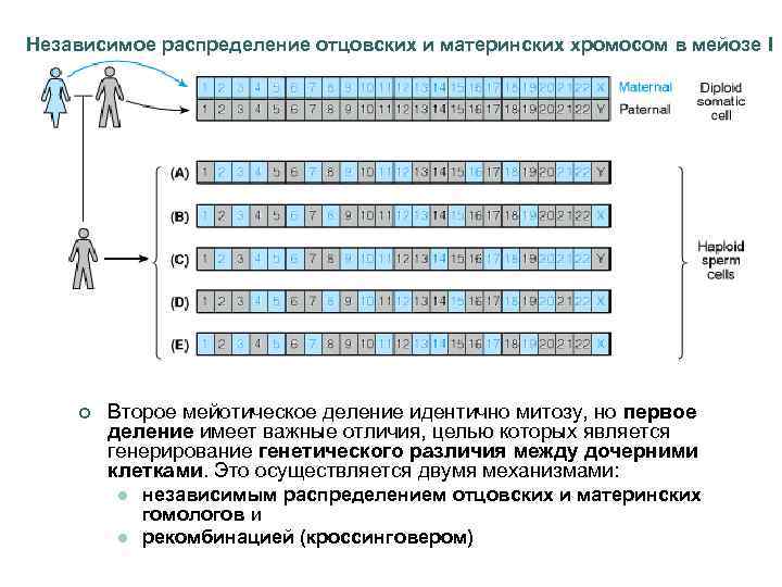 Независимое распределение отцовских и материнских хромосом в мейозе I ¢ Второе мейотическое деление идентично