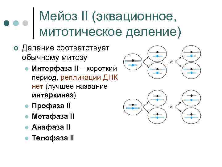 Мейоз II (эквационное, митотическое деление) ¢ Деление соответствует обычному митозу l l l Интерфаза