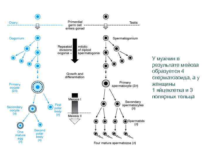У мужчин в результате мейоза образуется 4 сперматозоида, а у женщины 1 яйцеклетка и