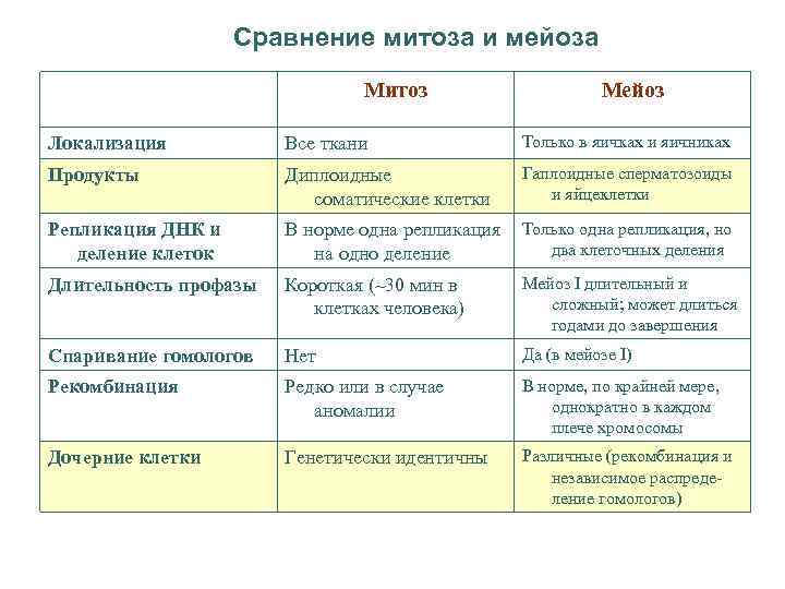 Различия митоза и мейоза