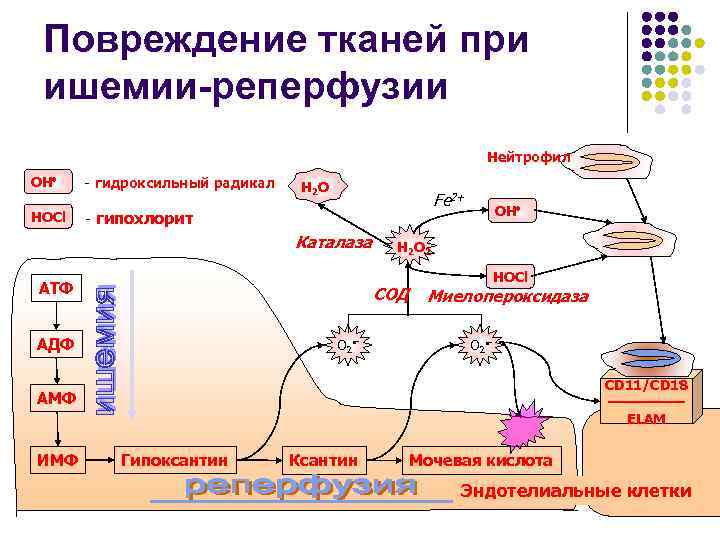 Повреждение тканей при ишемии-реперфузии Нейтрофил OH - гидроксильный радикал HOCl - гипохлорит H 2
