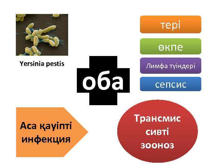 тері өкпе Yersinia pestis Аса қауіпті инфекция оба Лимфа түіндері сепсис Трансмис сивті зооноз