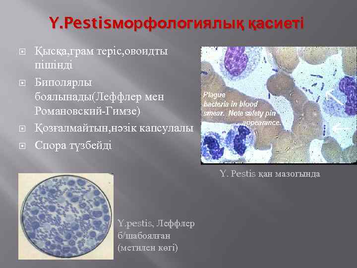 Y. Pestisморфологиялық қасиеті Қысқа, грам теріс, овоидты пішінді Биполярлы боялынады(Леффлер мен Романовский-Гимзе) Қозғалмайтын, нәзік