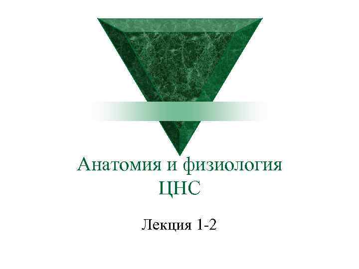 Анатомия и физиология ЦНС Лекция 1 2 