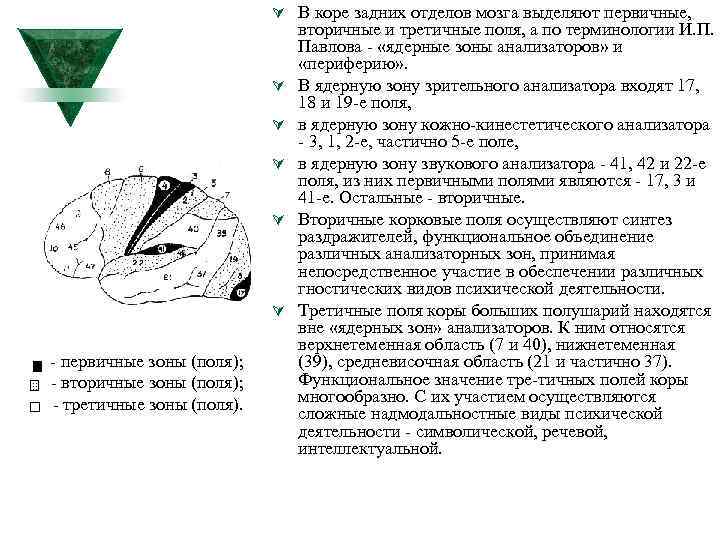 Ú В коре задних отделов мозга выделяют первичные, Ú Ú Ú первичные зоны (поля);
