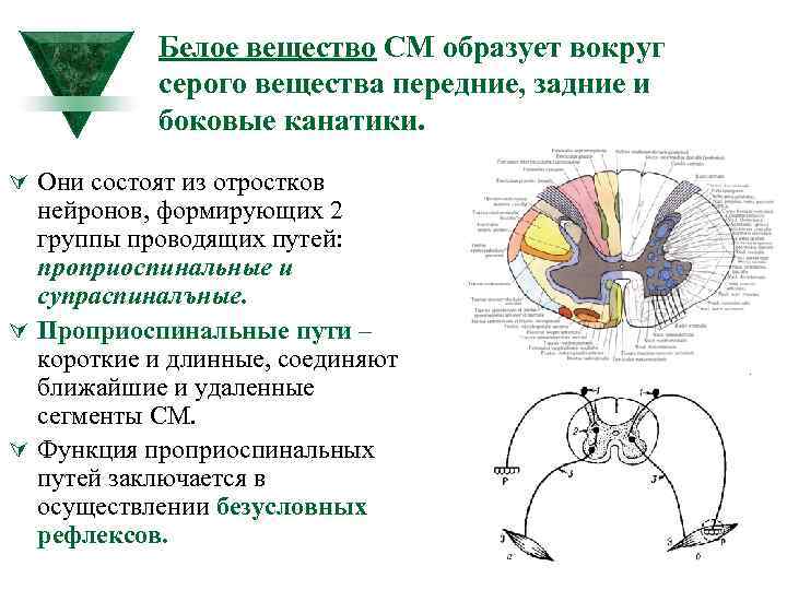 Белое вещество СМ образует вокруг серого вещества передние, задние и боковые канатики. Ú Они