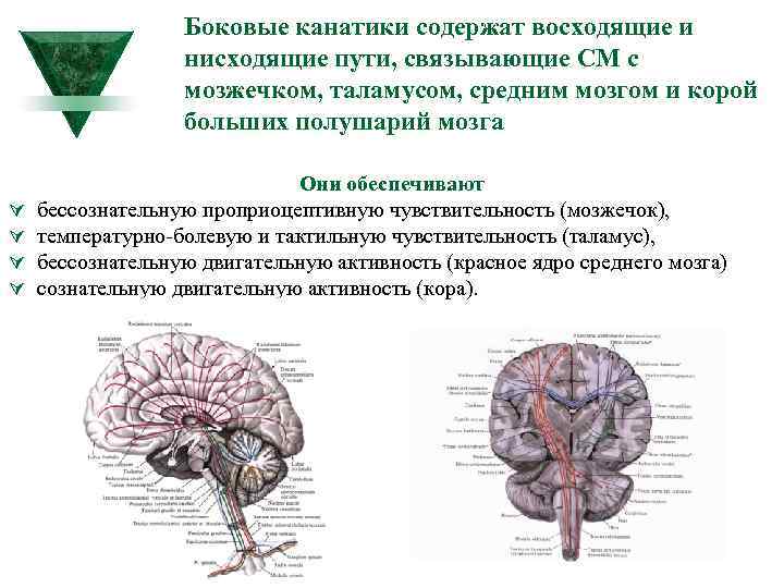 Схема межнейронных связей в коре мозжечка