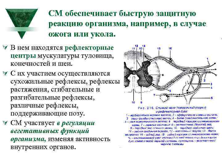 СМ обеспечивает быструю защитную реакцию организма, например, в случае ожога или укола. Ú В