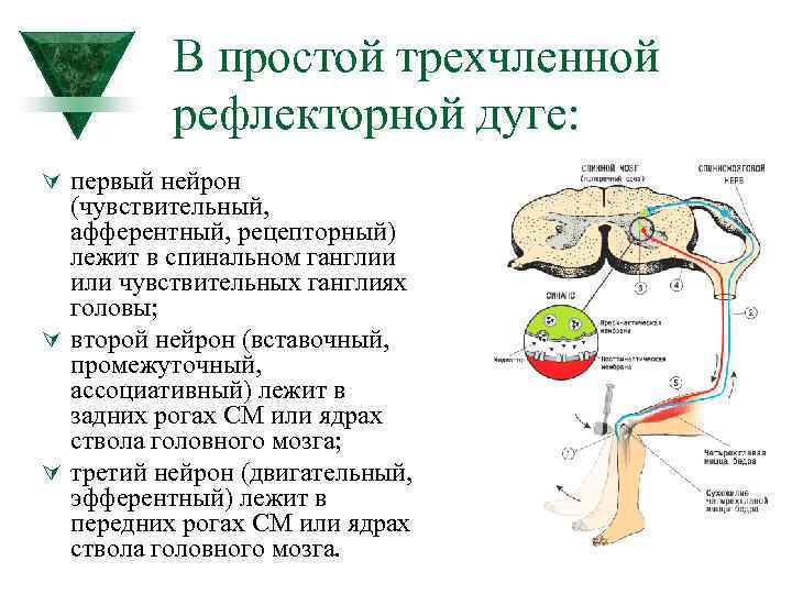 Дуга нейрона. Схема простой рефлекторной дуги гистология. Афферентный путь рефлекторной дуги. Строение простейшей рефлекторной дуги. Состав рефлекторной дуги.