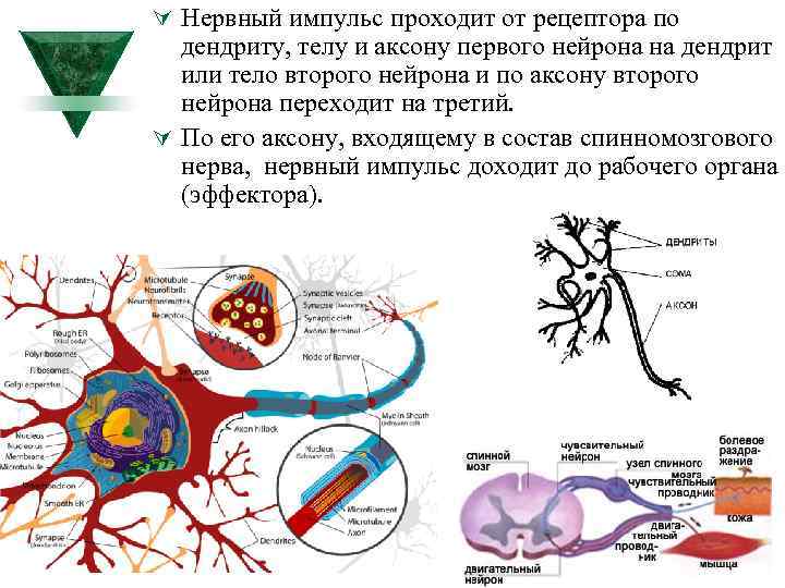 Импульс мозг аксон. Аксон нейрона. Проведение импульса по нейрону. Нервный Импульс. Передача импульса от нейрона к нейрону.