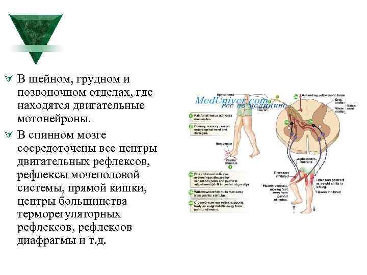 Ú В шейном, грудном и позвоночном отделах, где находятся двигательные мотонейроны. Ú В спинном