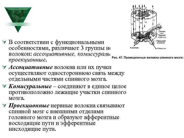 Ú В соответствии с функциональными особенностями, различают 3 группы нервных волокон: ассоциативные, комиссуральные и