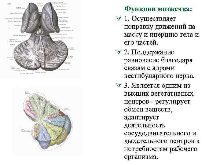 Что такое мозжечок. Ядра мозжечка и их функции. Соматотопическая проекция мозжечка. Мозжечок анатомия и физиология. Мозжечок анатомия функции.