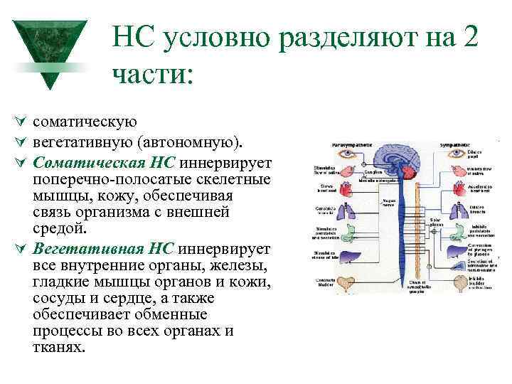 Иннервирует кожу и скелетные мышцы соматическая