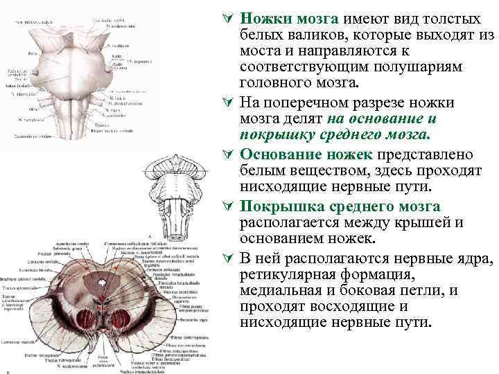 Ноги мозг голова. Ножки мозга спереди?. Ножки среднего мозга анатомия. Функции ножек среднего мозга.