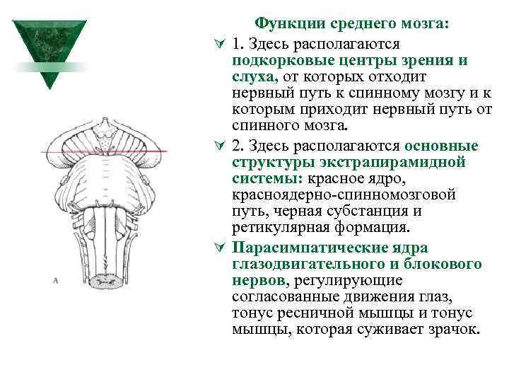 Функции среднего мозга